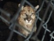 Mountain lions and water woes—What’s the link?