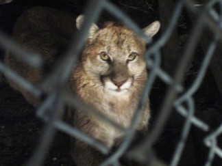 This two-year-old male lion was found in the yard of a Neenach woman's home last month. Now mountain lions have been sighted in Pine Mountain and in Lake of the Woods, where one dog is confirmed to have been killed and as many as four others allegedly taken. The Mountain Lion Foundation (based in Sacramento) will be here to answer community questions on Saturday, April 11, at 11 a.m., in the Frazier Park Library Community Room.  [photo by Gary Meyer][photo by Gary Meyer]