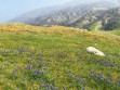 Wildflower alert! Call the friends and family: time to schedule a wildflower safari...