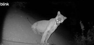 Mountain lion caught on camera