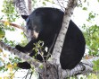 Bears need (less of) your help