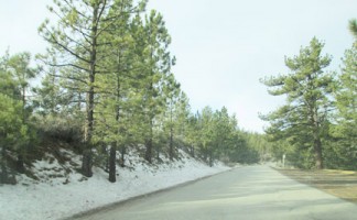 Along the way to the top of Mt. Pinos Road.  [photo by Gary Meyer, The Mountain Enterprise]
