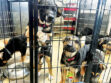 You can visit (and volunteer to help) the inmates in puppy prison