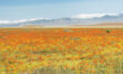 California drought and 2022’s wildflower bloom