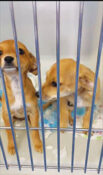 Puppies lost in vehicle roll-over near Gorman