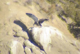 A six-month-old Bitter Creek condor trying its wings. [photo by USFWS]