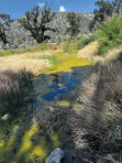 The mysterious rising of the Frazier Park pond