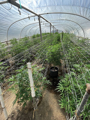 Inside one of the grow structures