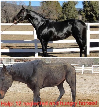 Top: Seattle Buddy when he arrived at the Lockwood Valley CamRacing Farm [CamRacing Farm LLC website photo] and (above) on December 10, after being starved and abused. Water was dirty and frozen, as it was on December 23 when Neigh Savers Foundation returned to rescue the horses. There was no hay on the property, they said. [Photo provided by Neigh Savers Foundation.] The horse is tattooed for positive identification. 