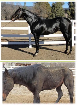 Top: Seattle Buddy when he arrived at the Lockwood Valley CamRacing Farm [CamRacing Farm LLC website photo] and (above) on December 10, after being starved and abused. Water was dirty and frozen, as it was on December 23 when Neigh Savers Foundation returned to rescue the horses. There was no hay on the property, they said. The horse is tattooed for positive identification.  [Photo provided by Neigh Savers Foundation.]
