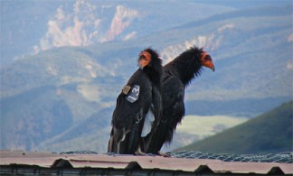 Paired California condors #206 and #513 perch atop the condor capture facility on Hopper Mountain National Wildlife Refuge. For the third year in a row the public has the unique opportunity to get up-close-and-personal with a California condor chick through livestreaming video of a California condor nest. The chick, 50-days-old today, and its parents live in the remote mountains near Hopper Mountain National Wildlife Refuge in Ventura County, California. Credit: Stephanie Herrera/USFWS