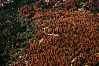[United States Forest Service photo]