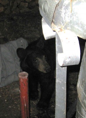 This fellow and a companion showed up at Garyson Sparkman's home on Pioneer Way Friday night, about 9 p.m. At about 10:30 Diane Duquette on Linden discovered two bears in a pine tree close to her house, she said. [Sparkman photo]