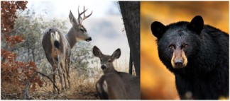 [Deer photo by Chuck Noble; bear photo by Steve Perry]