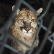 Mountain Lion Foundation Will Be Here with Free Presentation Saturday, 11 a.m. 