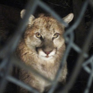 This two-year-old male lion was found wandering the yard of a Neenach woman's home in March. Now mountain lions have been sighted in Pine Mountain and in Lake of the Woods, where one dog is confirmed to have been killed and as many as four others allegedly taken. The Mountain Lion Foundation (based in Sacramento) will be here to answer community questions on Saturday, April 11, at 11 a.m., in the Frazier Park Library Community Room.  [photo by Gary Meyer]
