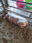 Killing of FMHS pig raises alarm throughout the mountain communities