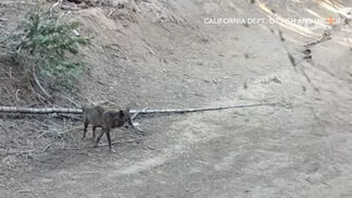 Wolf in search of mate