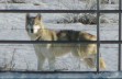 Review hearing on Lockwood wolf dog rescue is October 30