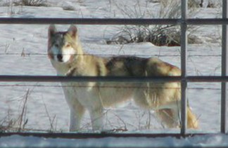 This wolf dog allegedly escaped from the LARC facility about three years ago, and was photographed  at a neighbor’s property. [photo by Sunnie Rose Berger]